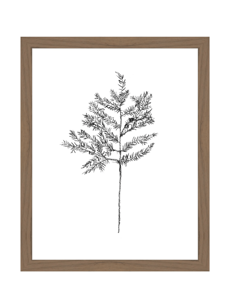 Winter Foliage Sketch II - HJART0332 - WAL - 11x14