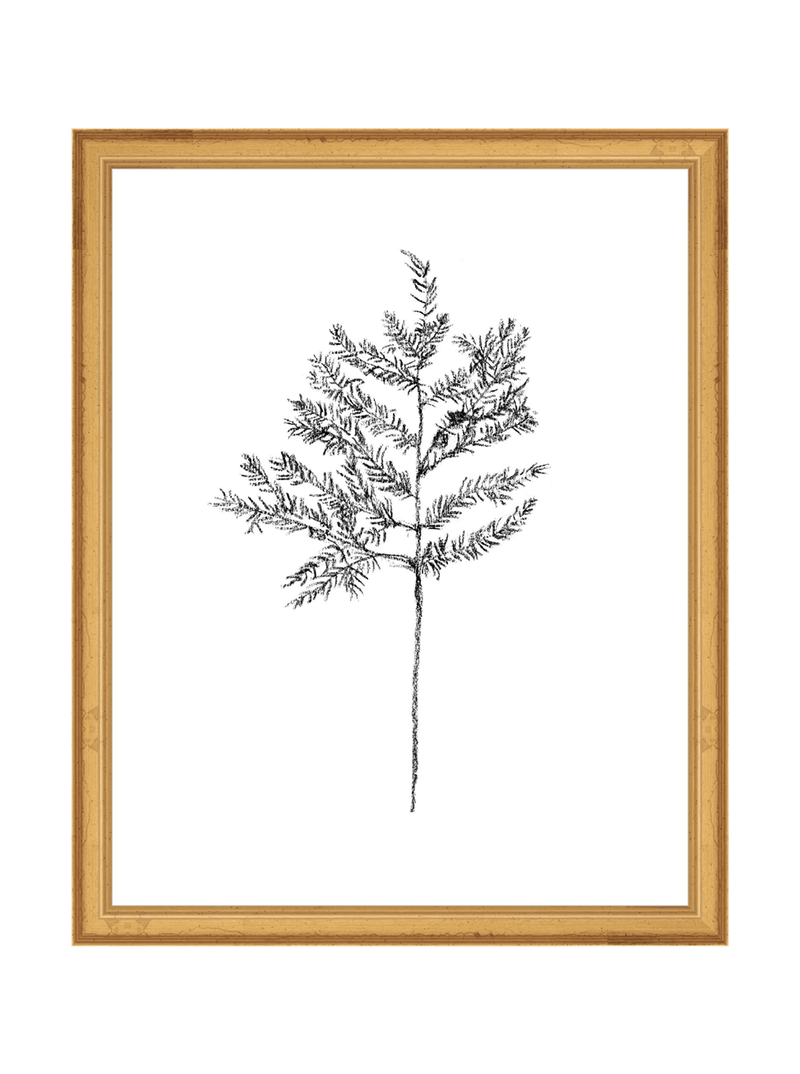 Winter Foliage Sketch II - HJART0332 - GLD - 11x14