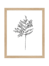 Winter Foliage Sketch II - HJART0332 - OAK - 11x14