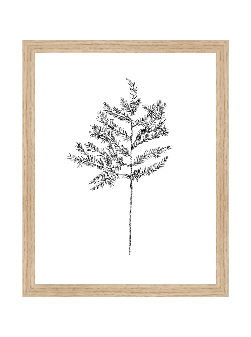 Winter Foliage Sketch II - HJART0332 - OAK - 11x14