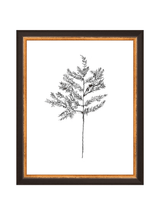 Winter Foliage Sketch II - HJART0332 - BKG - 8x10