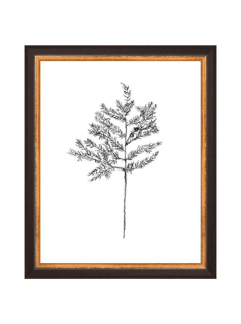 Winter Foliage Sketch II - HJART0332 - BKG - 8x10