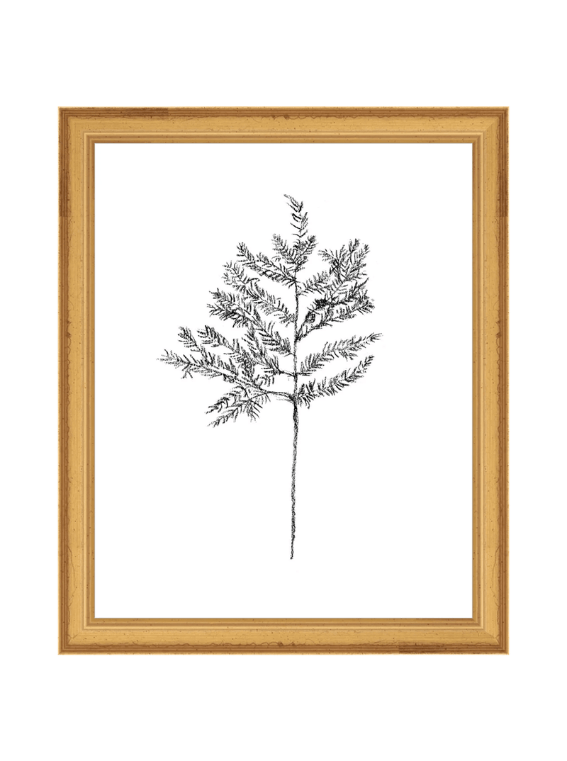 Winter Foliage Sketch II - HJART0332 - GLD - 8x10