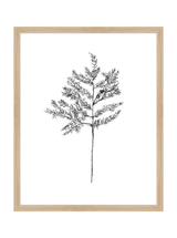 Winter Foliage Sketch II - HJART0332 - OAK - 16x20