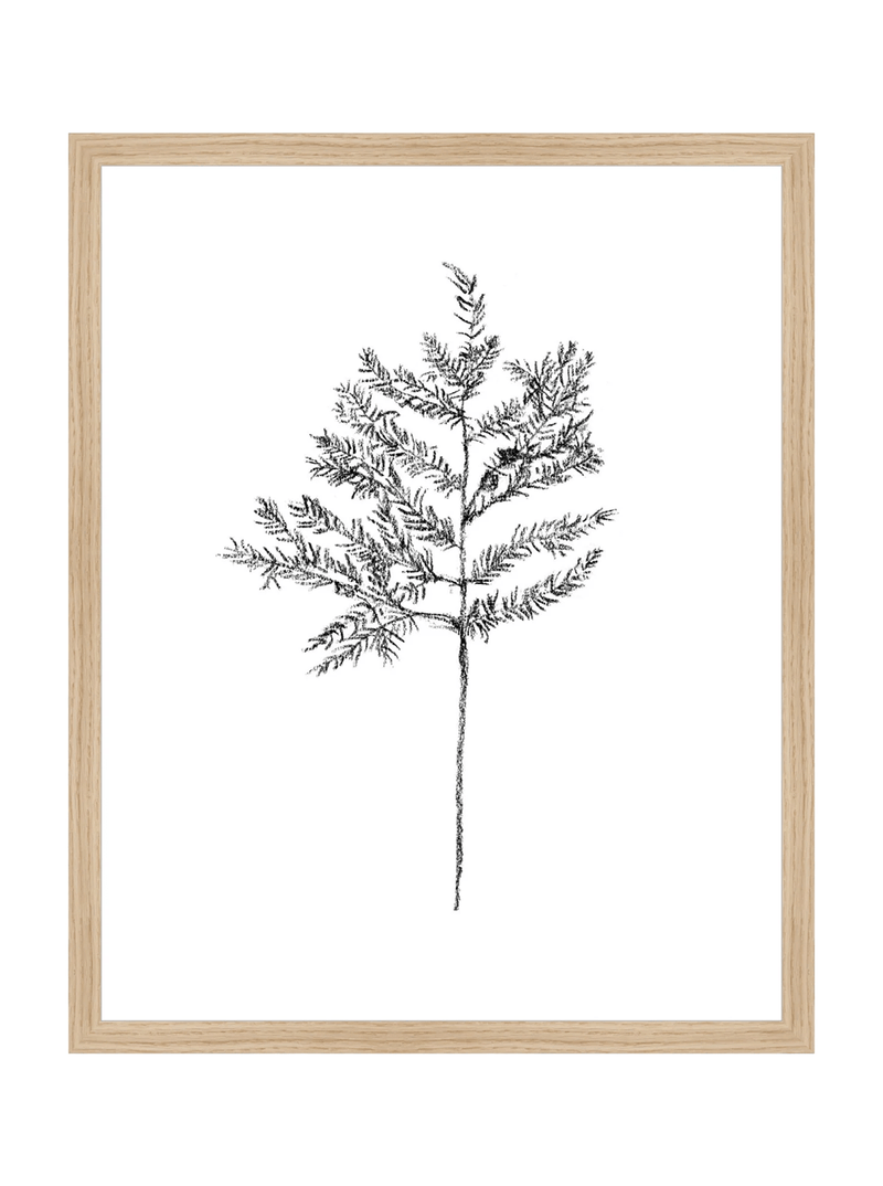 Winter Foliage Sketch II - HJART0332 - OAK - 16x20
