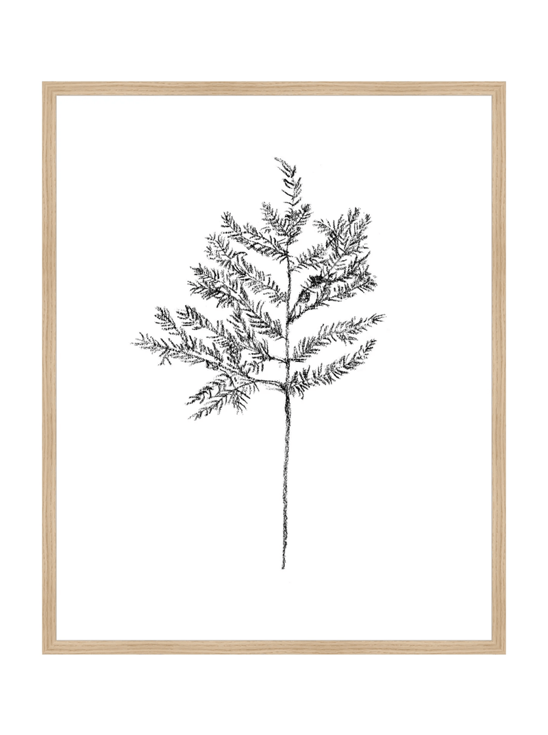 Winter Foliage Sketch II - HJART0332 - OAK - 24x30