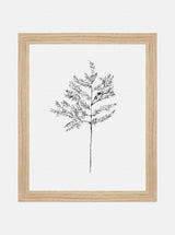 Winter Foliage Sketch II - HJART0332 - OAK - 8x10
