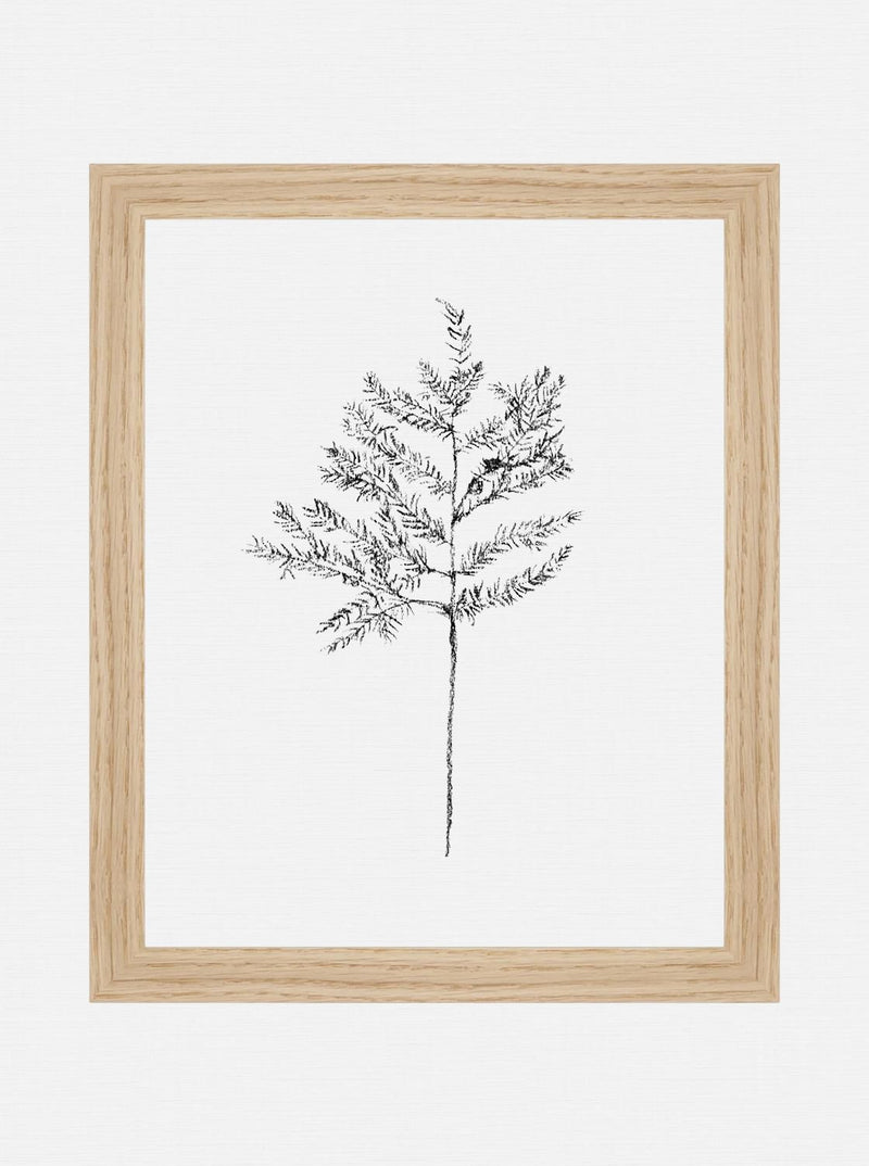 Winter Foliage Sketch II - HJART0332 - OAK - 8x10