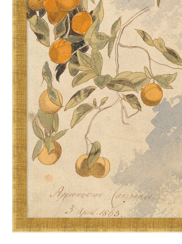 Citrus Bloom