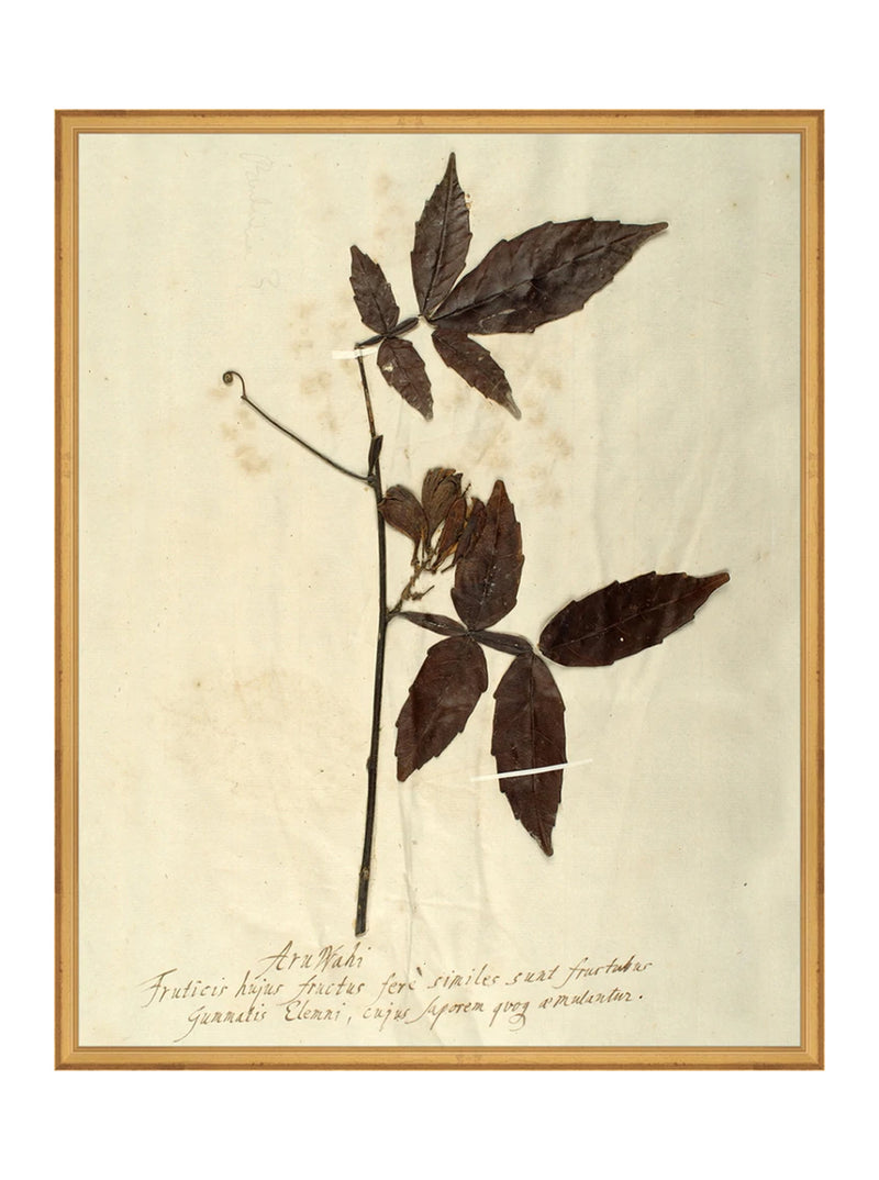 Herbarium I
