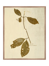 Herbarium II