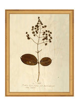 Herbarium III