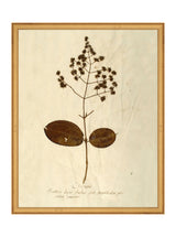 Herbarium III