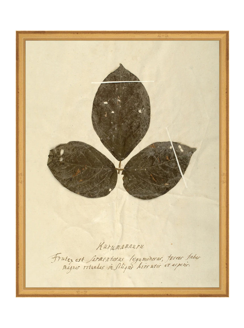 Herbarium IV