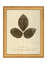 Herbarium IV